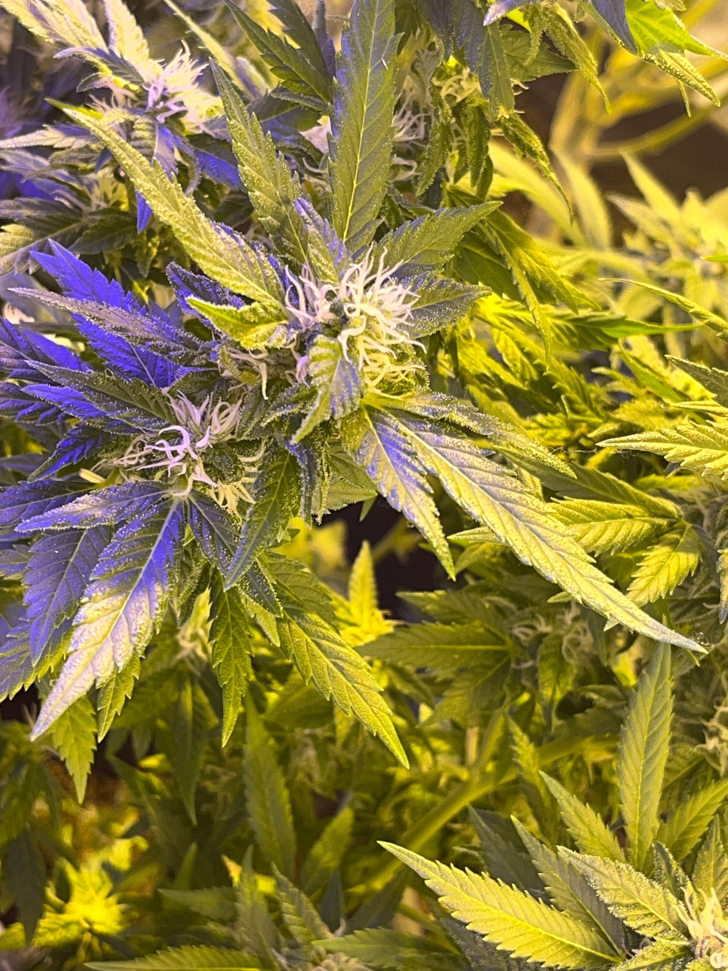 Amnesia Plant (Steckling aus Samen)