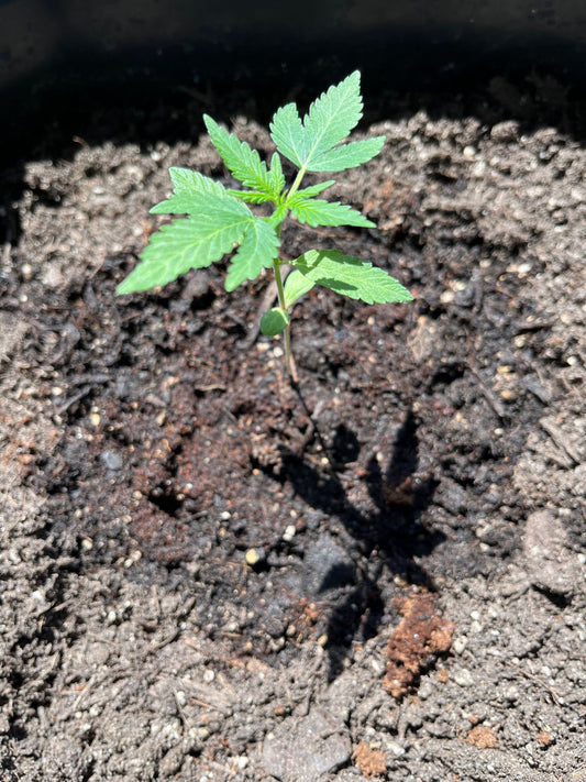Amnesia Plant (Steckling aus Samen)